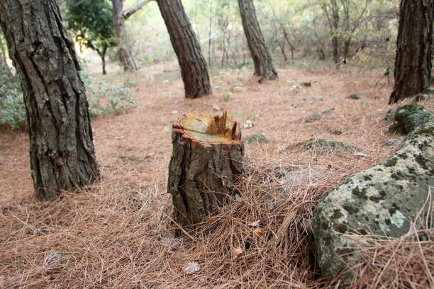 How Our Tree Care Process Works  in  Remsenburg Speonk, NY