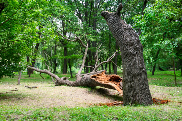 Tree and Shrub Care in Remsenburg Speonk, NY