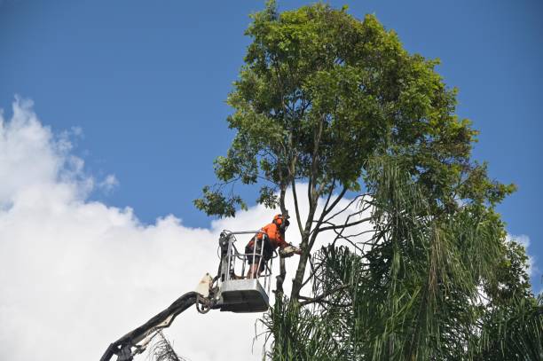 Reliable Remsenburg Speonk, NY Tree Care Solutions
